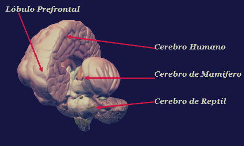 cerebro